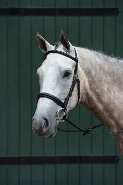 Essential Padded Raised Cavesson Bridle