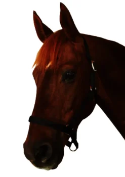 Everyday Headcollar
