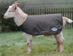 Goat Coat