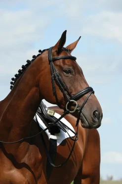 Syntovia+ Padded Raised Flash Bridle