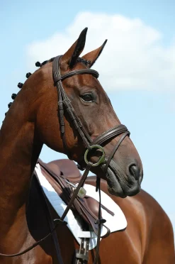 Syntovia+ Padded Raised Flash Bridle