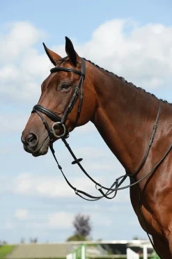 Syntovia+ Plain Flat Running Martingale
